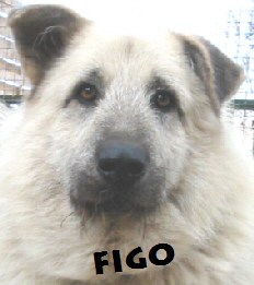 Figo1
