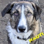 Permalink auf Nauti