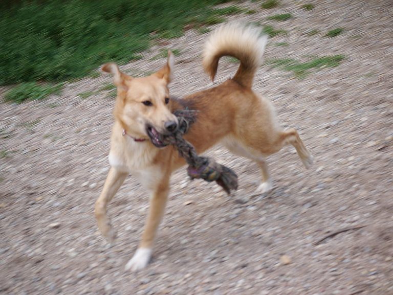 hund hat rote augen und ist schlapp