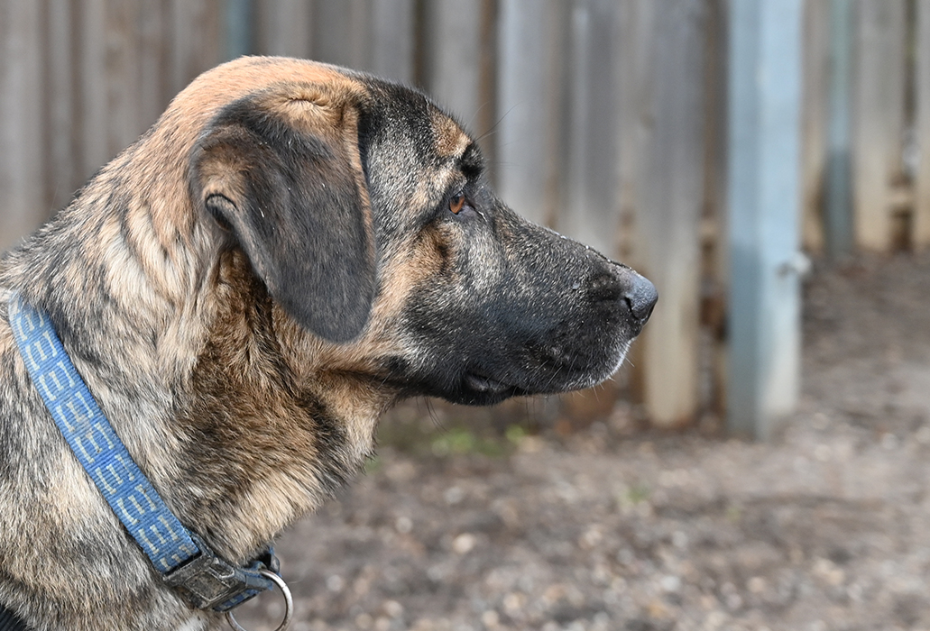 Miguel, Bardino-Schäferhundmischling – Tierschutz Wörrstadt