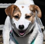 Permalink auf Dottie