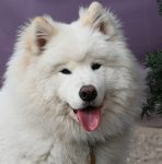 Permalink auf Nǎiyóu(Najoh)