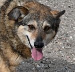 Permalink auf Rosine