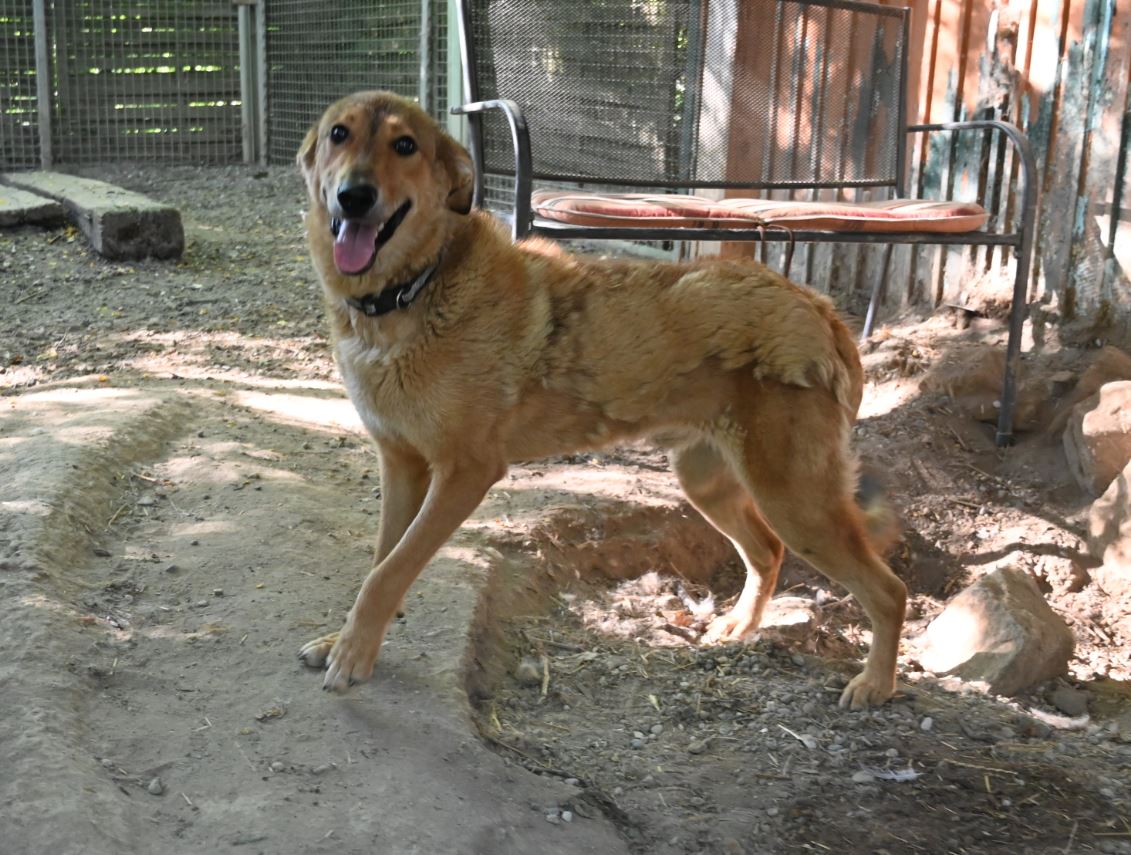 Mello, Mischling – Tierschutz Wörrstadt