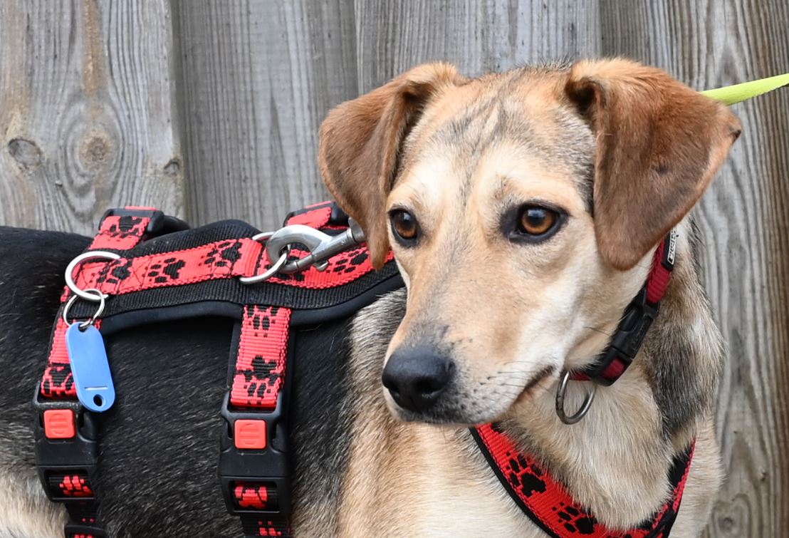 Emilio, Mischling – Tierschutz Wörrstadt