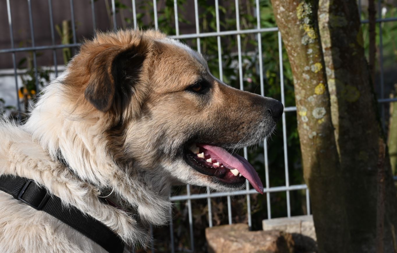 Lio, Mischling – Tierschutz Wörrstadt