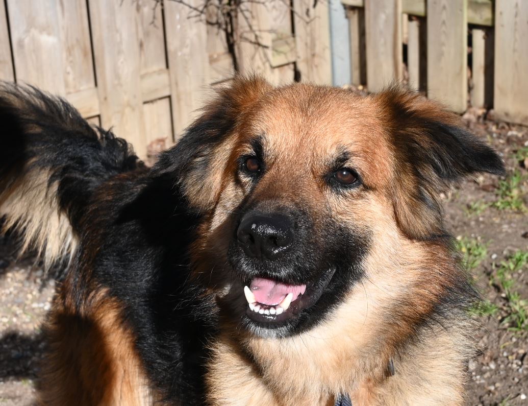 Sidney, Schäferhundmischling – Tierschutz Wörrstadt