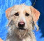 Permalink auf Higgins