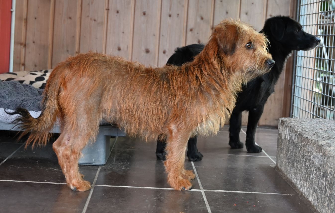 Strolch, Rauhaardackelmischling – Tierschutz Wörrstadt