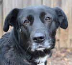 Permalink auf Peaches