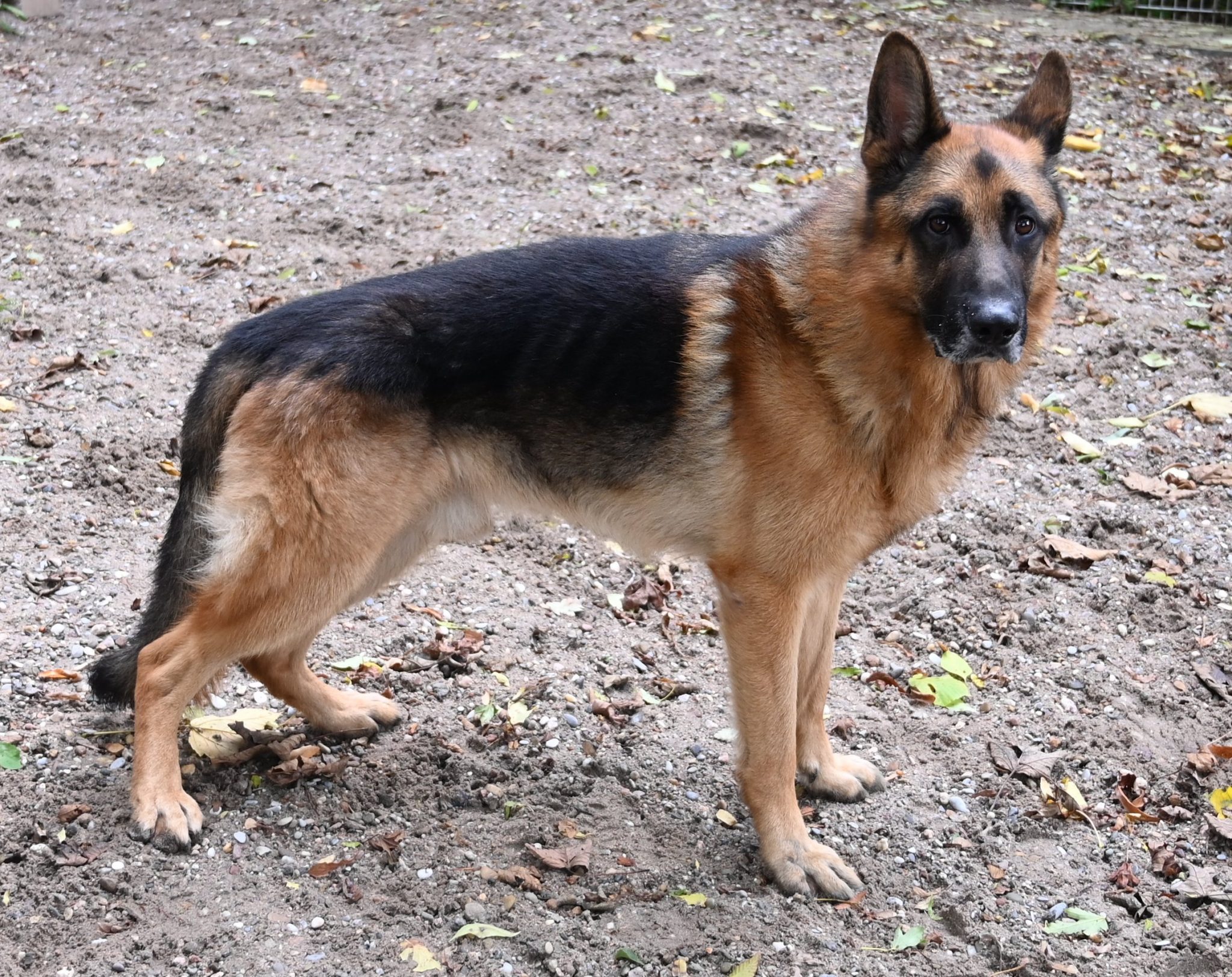 Quinn, DSH – Tierschutz Wörrstadt
