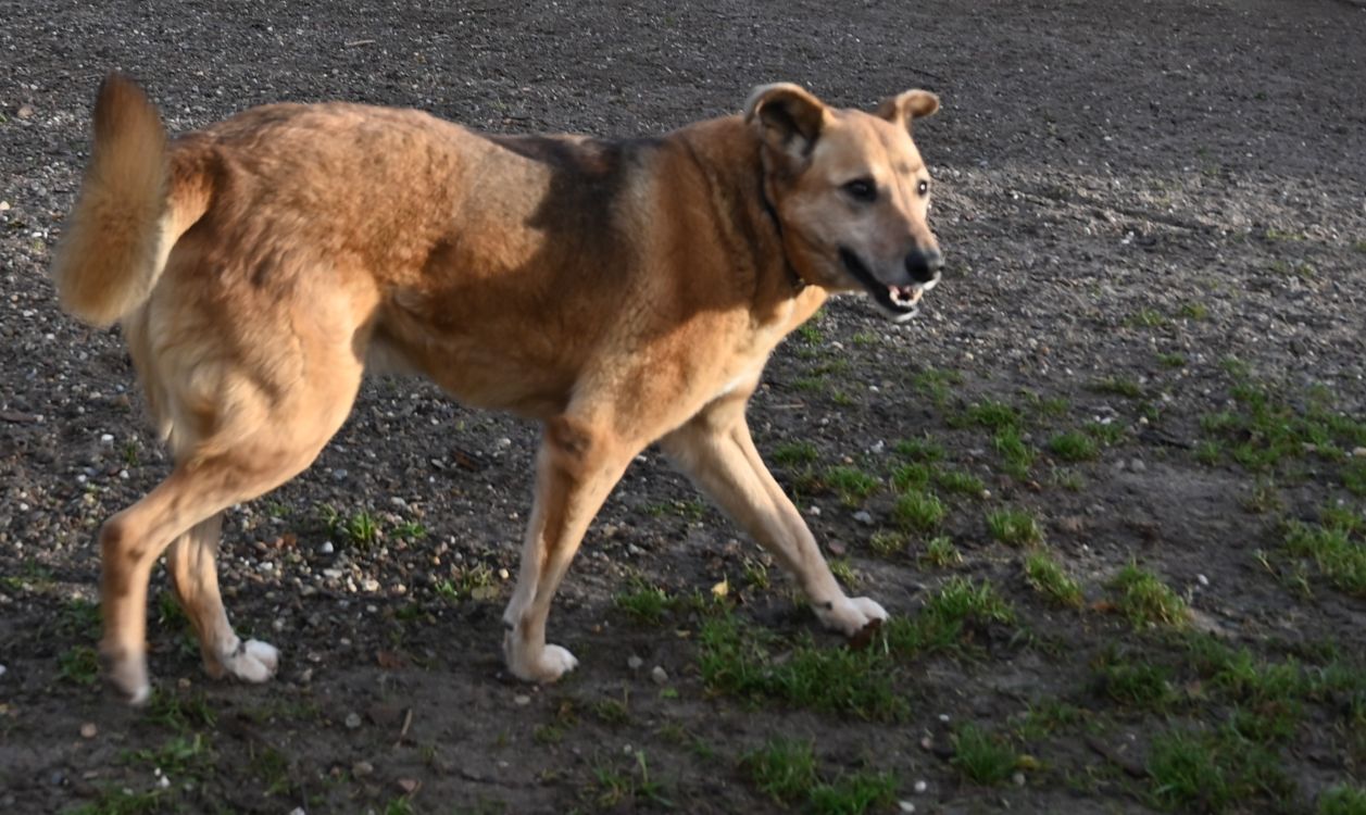 Hardy, Schäferhundmischling – Tierschutz Wörrstadt