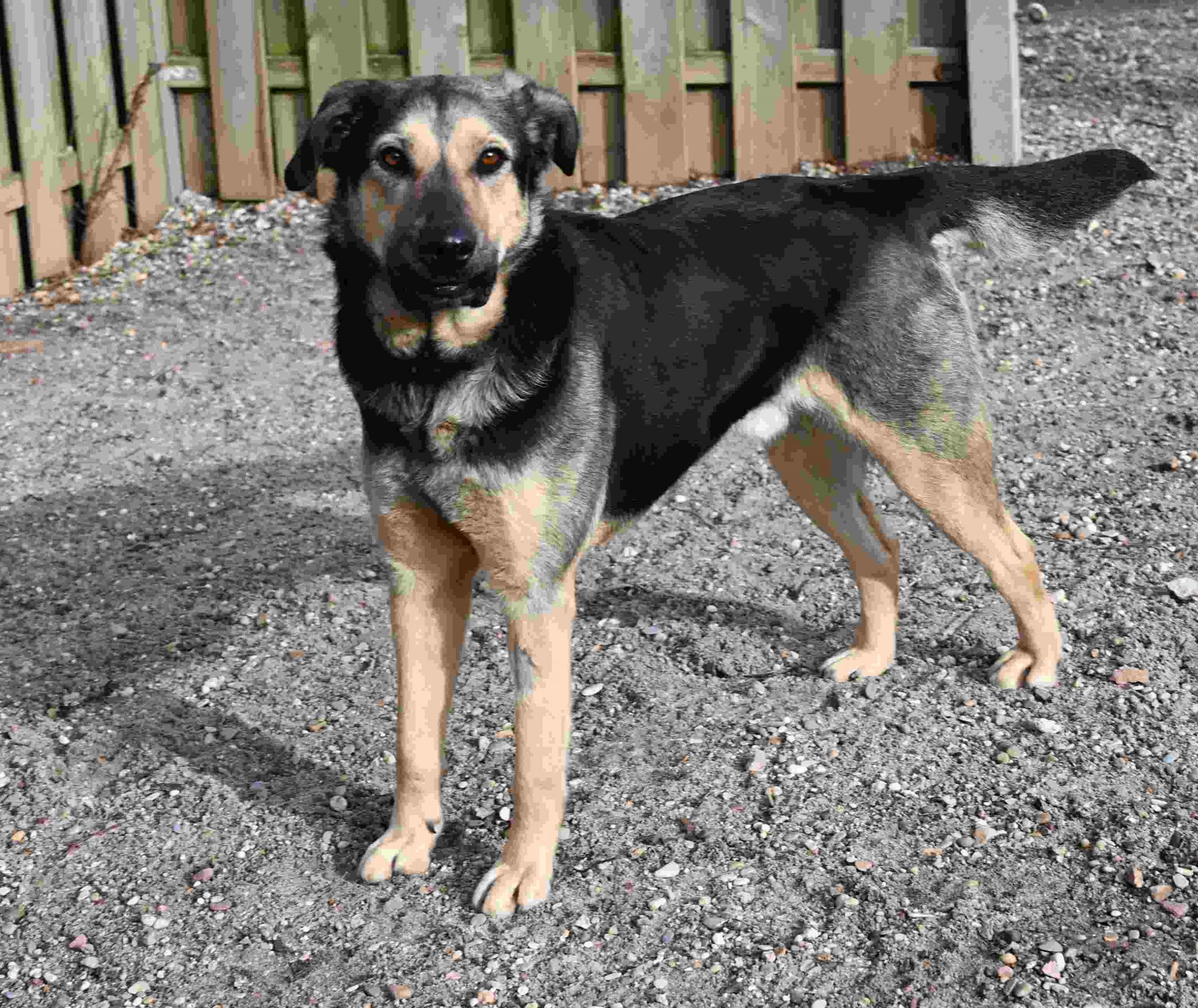 Sebbi, Schäferhundmischling – Tierschutz Wörrstadt