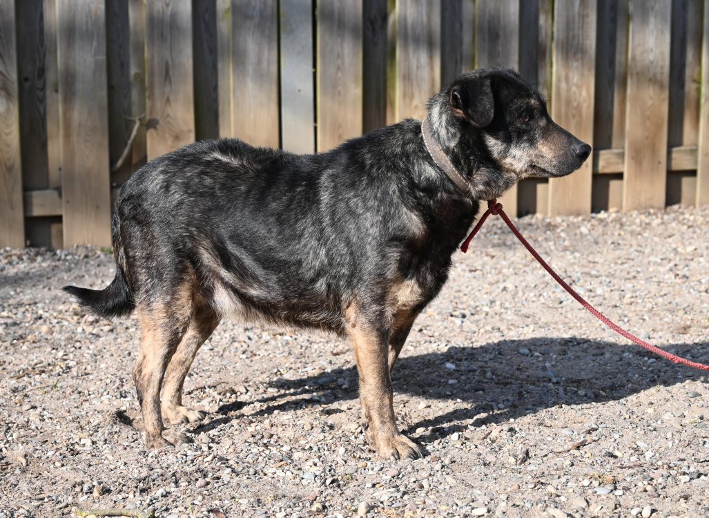 Koa, Mischling – Tierschutz Wörrstadt