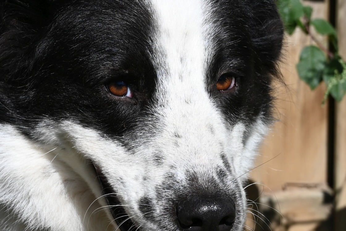 Götz, Mischling – Tierschutz Wörrstadt
