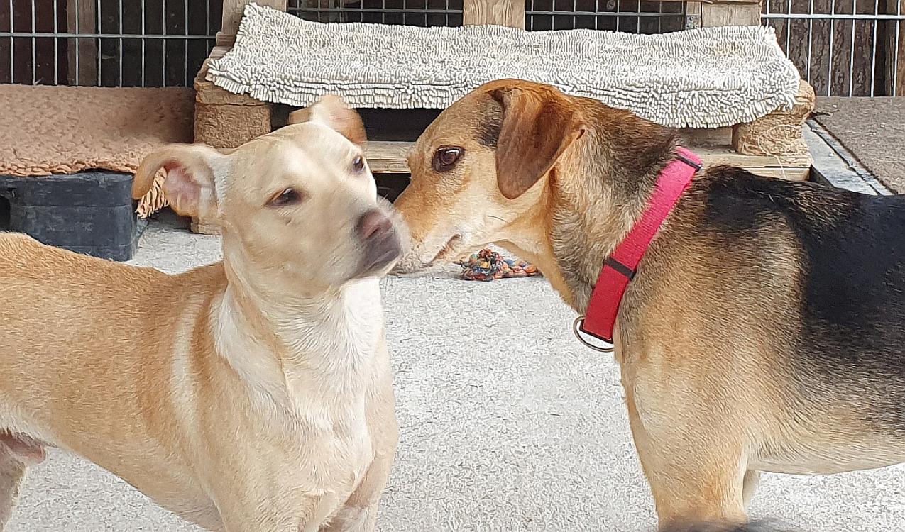 Limbo, Mischling – Tierschutz Wörrstadt