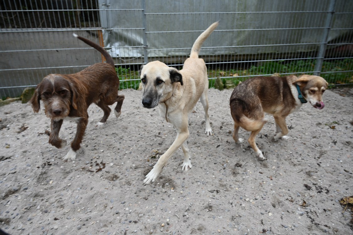Kalea, Mischling – Tierschutz Wörrstadt