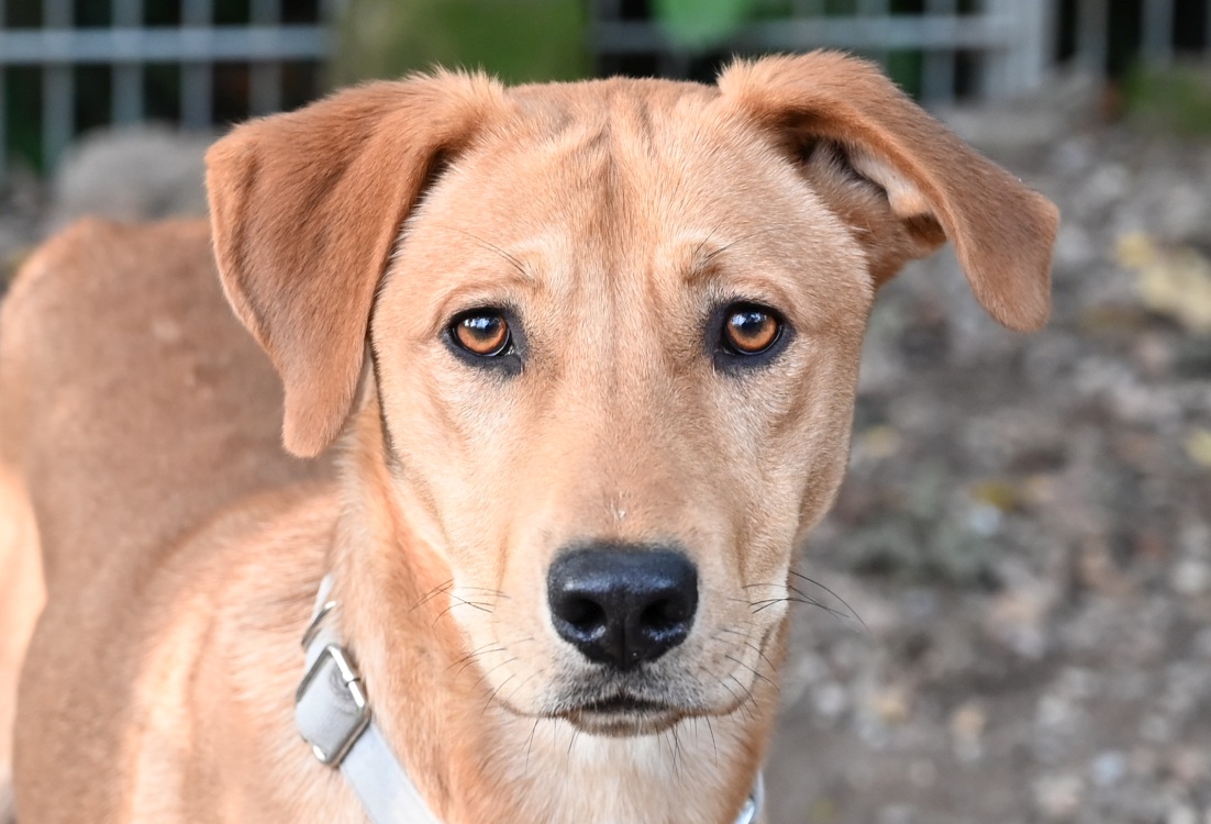 Stevie, Mischling – Tierschutz Wörrstadt