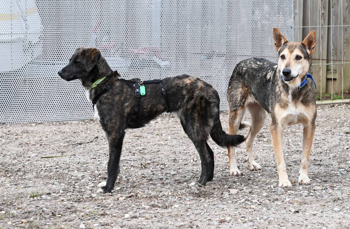 Riwka, Schäferhundmischling – Tierschutz Wörrstadt
