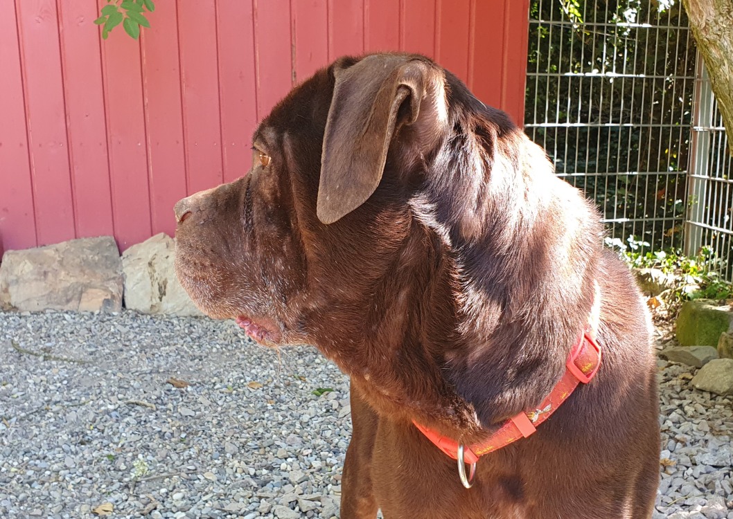 Milka, Bordeauxdoggenmischling – Tierschutz Wörrstadt